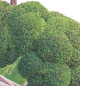 BROCCOLI LEGACY